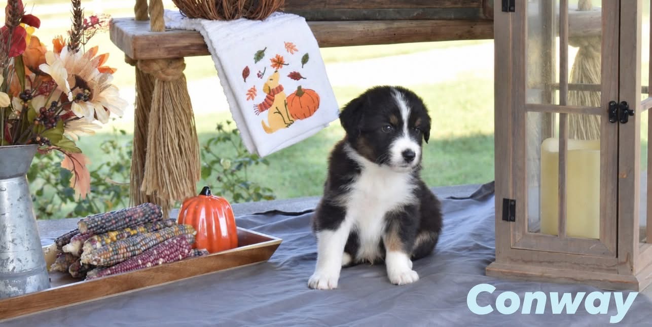 Conway, black tri male Australian Shepherd puppy