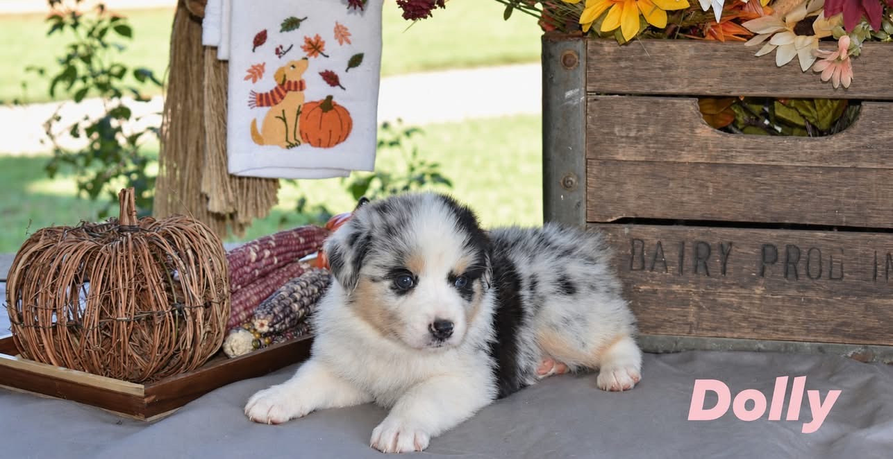 Dolly, merle female Australian Shepherd puppy