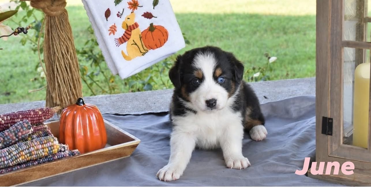 June, black tri female Australian Shepherd puppy