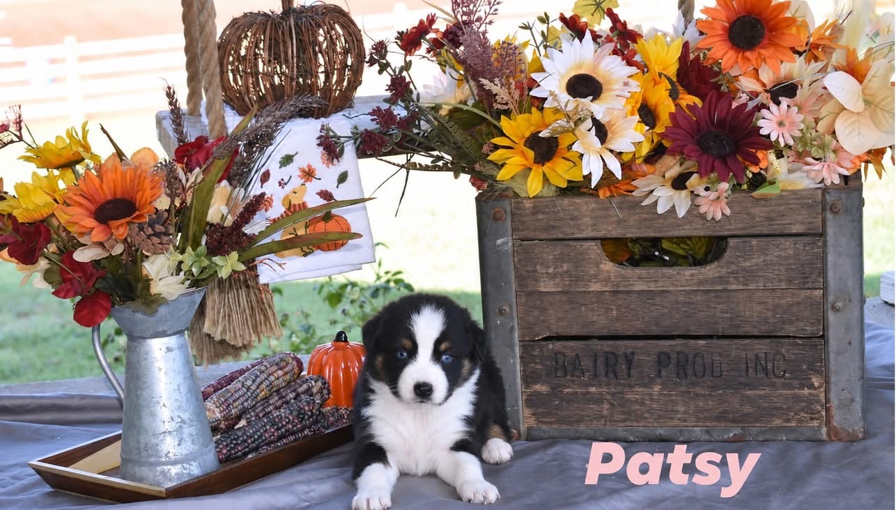 Patsy, black tri female Australian Shepherd puppy