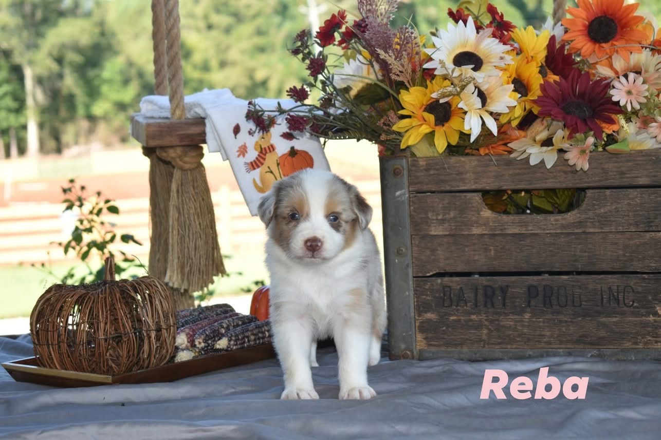 Reba, merle female Australian Shepherd puppy