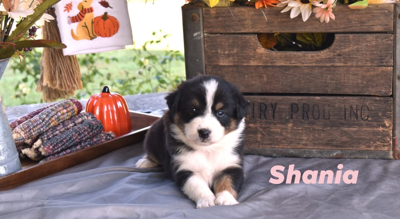 Shania, black tri female Australian Shepherd puppy