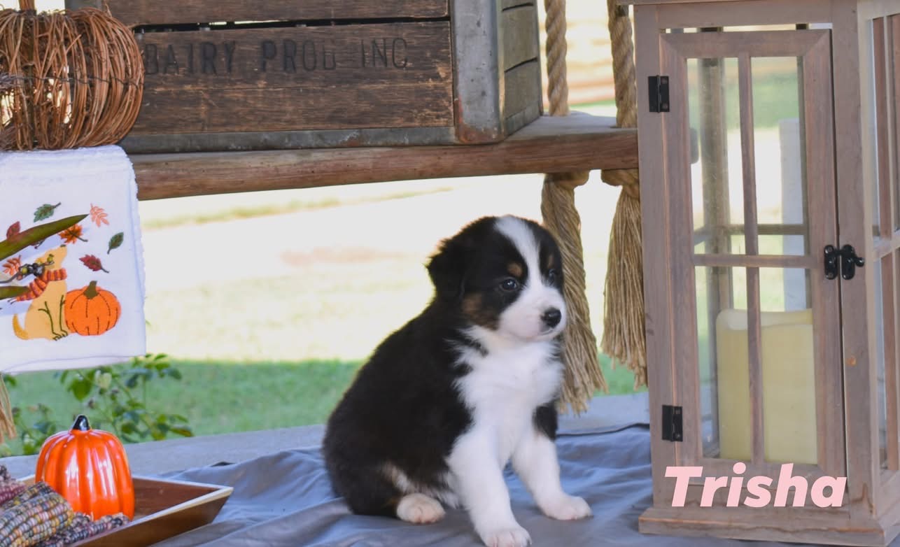 Trisha, black tri female Australian Shepherd puppy